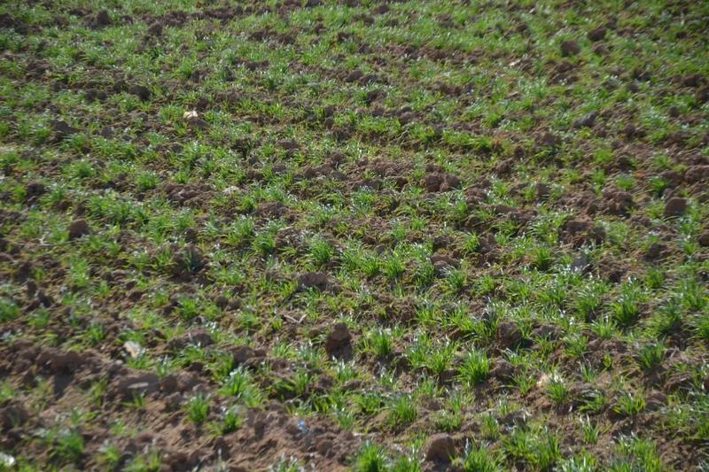 ارض للبيع 30 فدان فقط