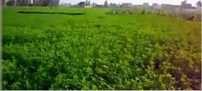 ارض زراعيه ٢٣ فدان ري بالراحه