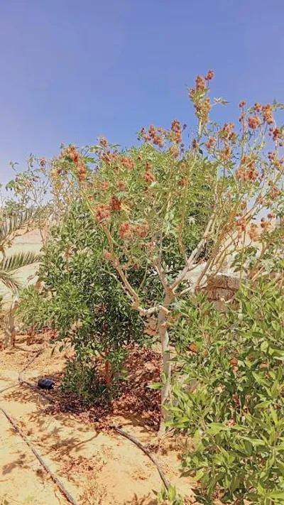 أرض زراعية على طريق الواحات