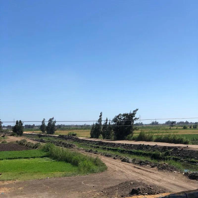 مزرعة ٩ فدان في بلطيم تابعة كفر الشيخ علي طريق بلطيم الحامول