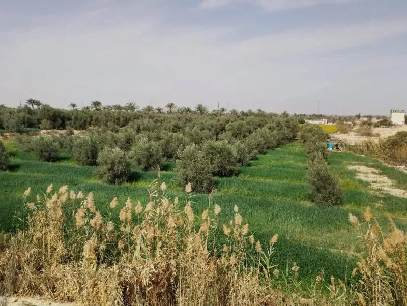 1700 فدان للبيع بعد. منطقه 800 فدان علي طريق الواحات