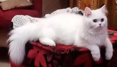 قطه شيرازي بيور ٦ شهور في عين شمس, القاهرة - 500 EGP