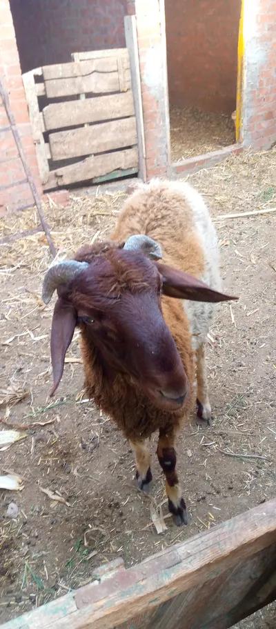 خروف بلدى معلوف في بنها, القليوبية - 9,500 EGP