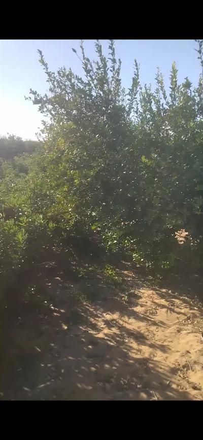 ارض لمون للبيع البحيره البستان قريه الإمام الغزالى