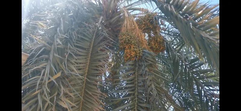 قطعه ارض للبيع