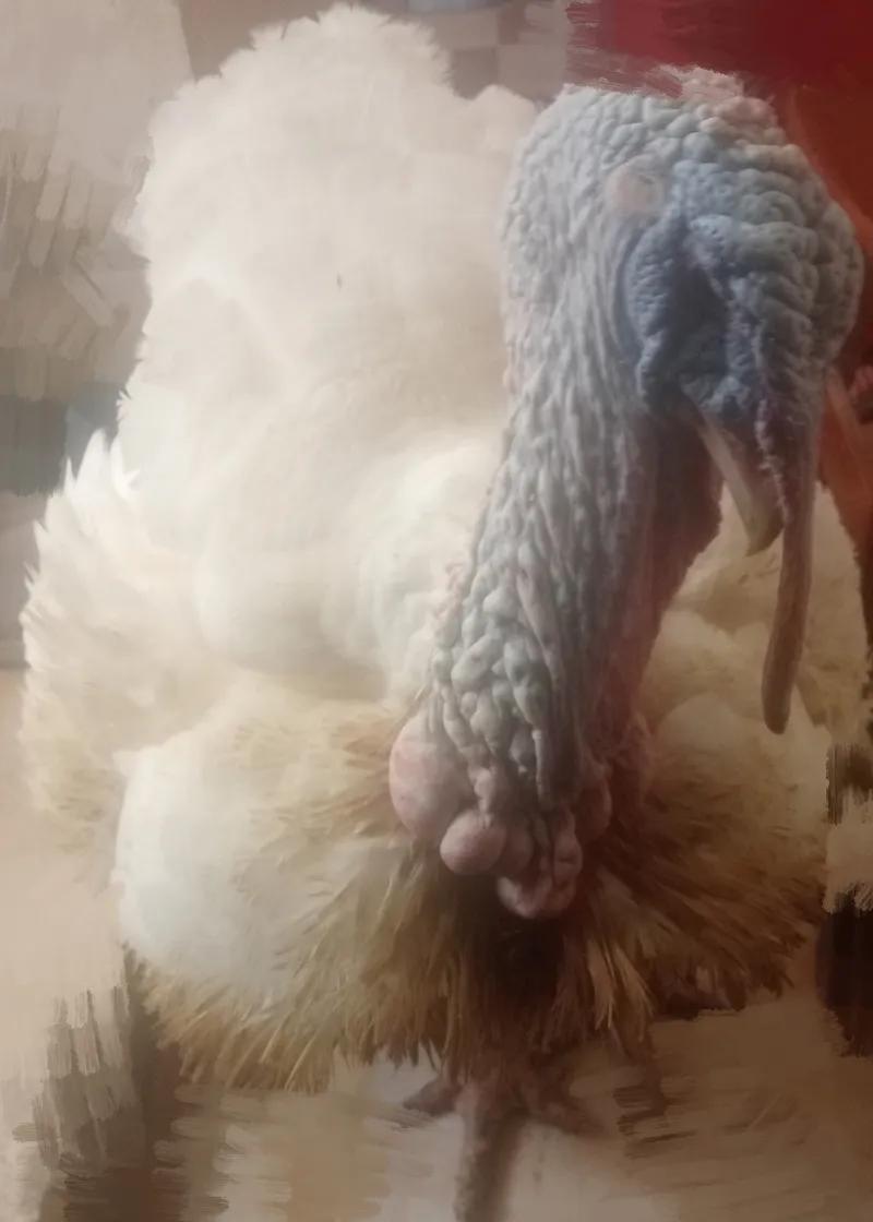 ديك رومي أبيض تربيه بيتي بأرخص الاسعار