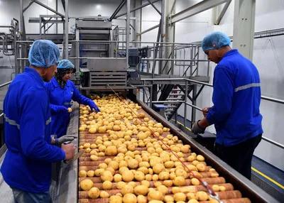 تعبئة و تغليف فى مصنع شيبسى في الجيزة, 6 أكتوبر - 8,000 جنيه