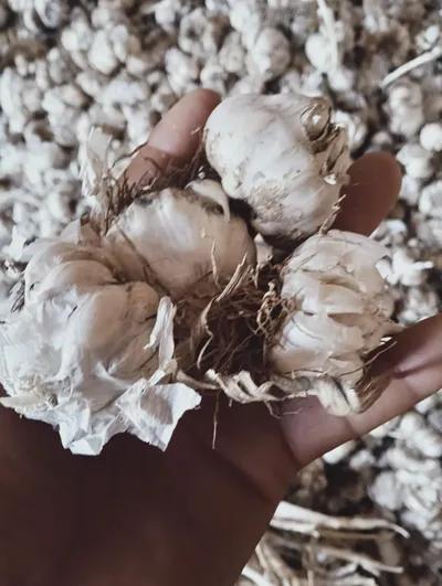 يوجد توم ابيض فاخر للتواصل***9 في سوهاج, مركز جهينة - 20,000 جنيه