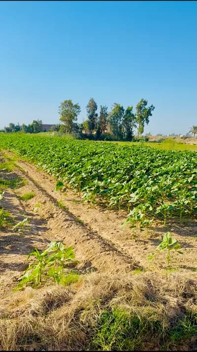 2 فدان زراعي بموقع متميز in الإسكندرية, العامرية - 1,800,000 EGP