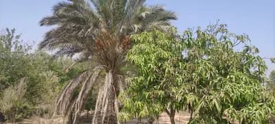 الريف الاوروبي in  الشيخ زايد,  مناطق أخرى - 5 EGP