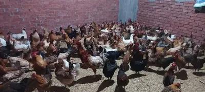 فراح بلدي بياضه وللدبح للبيع في إسكندرية في الإسكندرية, مناطق اخرى في الإسكندرية - 180 جنيه