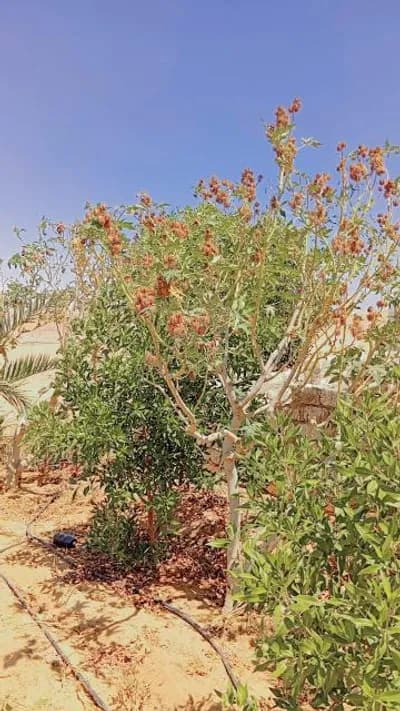 أرض زراعية على طريق الواحات in  6 أكتوبر,  طريق الواحات,  جنوب الاحياء - 9,000,000 EGP