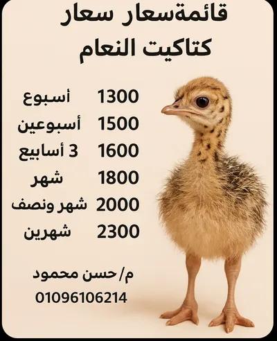 مشروع كتاكيت نعام في القاهرة, مدينة العبور - 1,300 جنيه