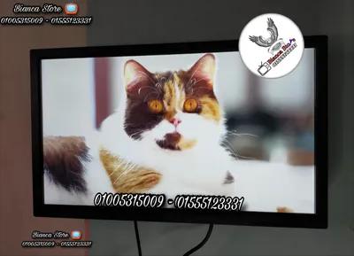 شاشات كمبيوتر للبيع 24 بوصة LED FHD IPS بالكرتونة و الضمان في القاهرة, النزهة الجديدة - 1,950 جنيه