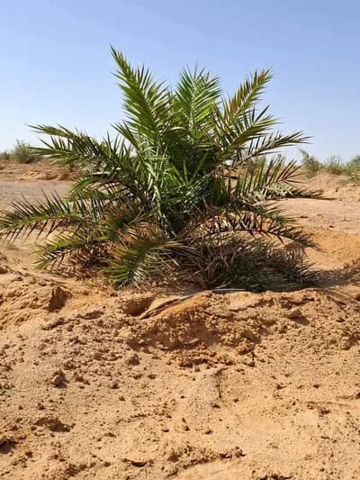 ارض زراعية فى سيوة تمليك نهائي تسجيل شهر عقاري  in مطروح, سيوة - 200,000 EGP