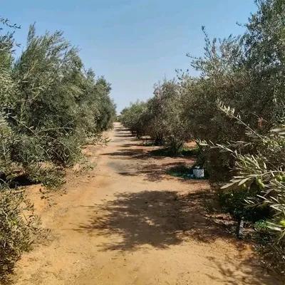 مزرعه للبيع في الإسماعيلية, مدينة الإسماعيلية - 7,500,000 جنيه