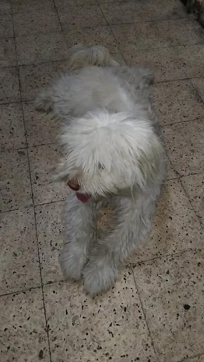 دكر لولو ابيض للبيع في القاهرة, جسر السويس - 500 جنيه