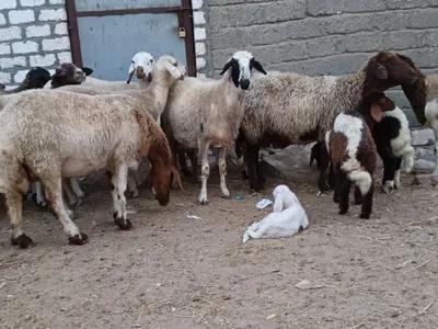 خروفين لحم سوبر بلدي في الفيوم, أطسا - 205 جنيه