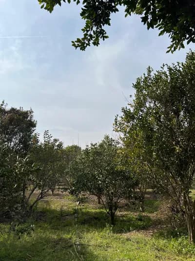 فررصة استثمارية in Cairo, Other Locations in Cairo - 0 EGP