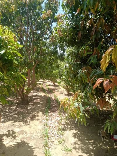 مزرعه نموذجية كامله المنشأت والمعدات 10فدان  in Suez, Ganayen - 11,000,000 EGP