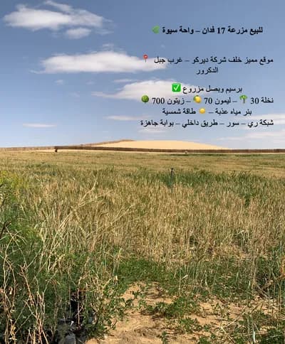 للبيع مزرعة جاهزة بالكامل – موقع مميز – استثمار زراعي واعد in مطروح, سيوة - 4,500,000 EGP